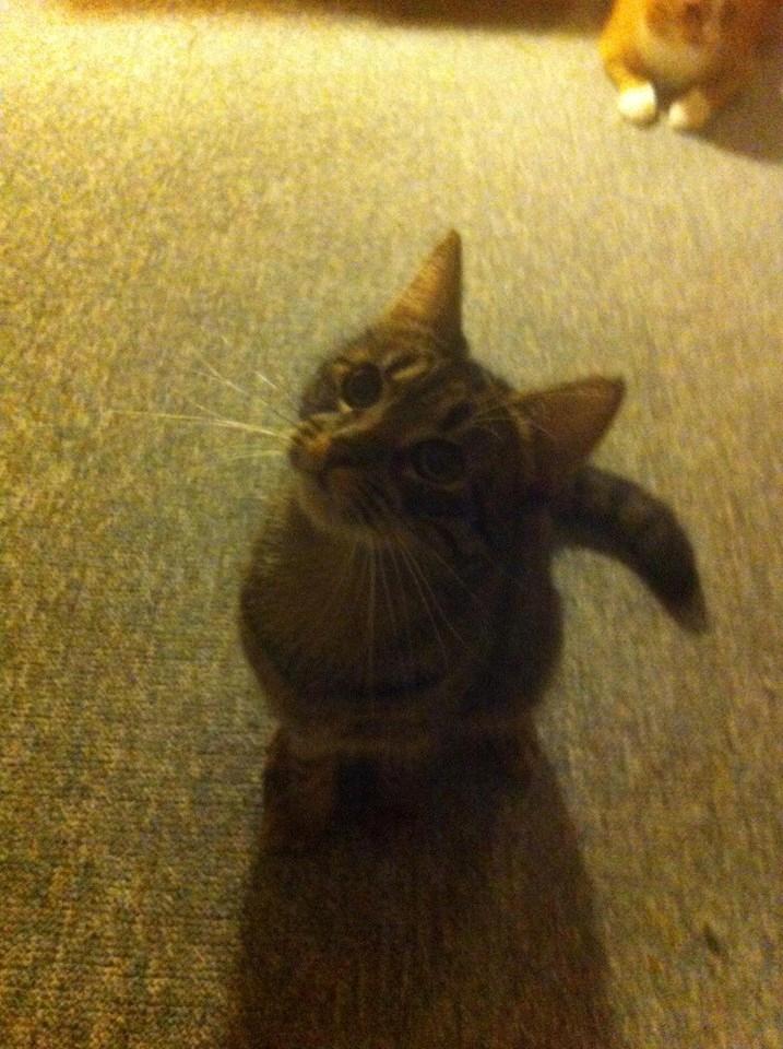 Huskat Charlie billede 8