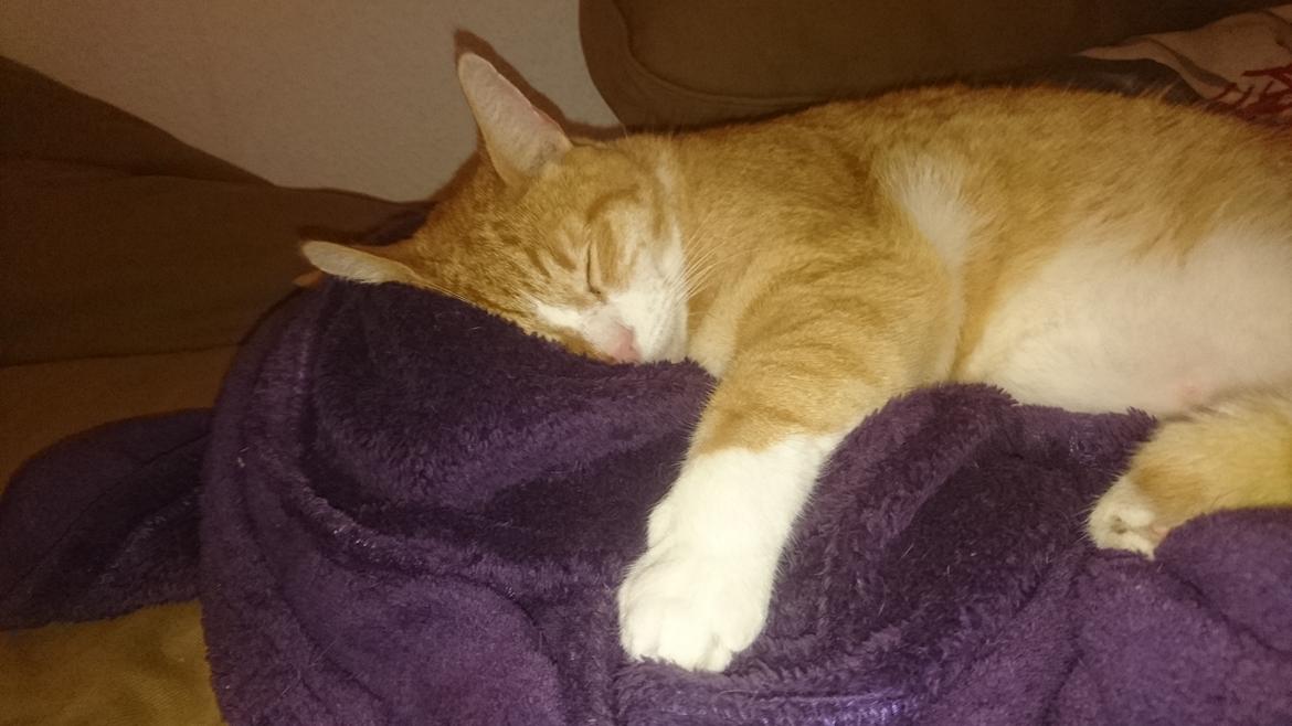 Huskat Manse billede 9