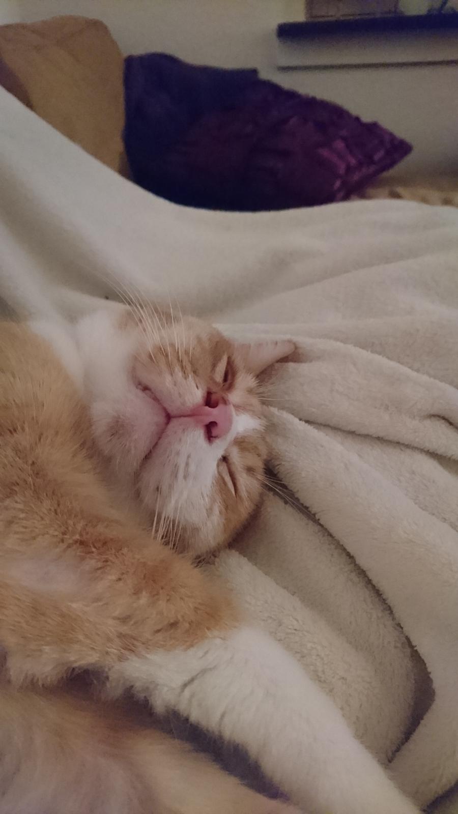 Huskat Manse billede 10