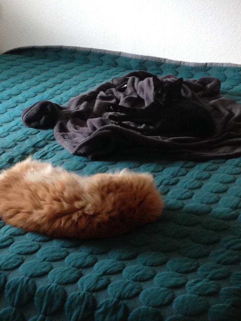 Norsk Skovkat garfild billede 5