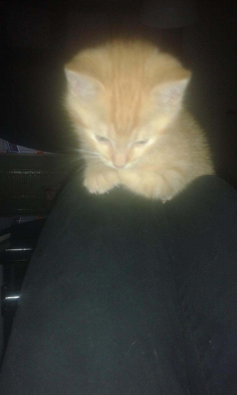 Huskat Garfield billede 6