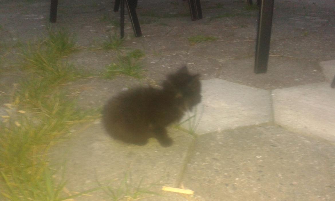 Huskat Cæsar billede 2