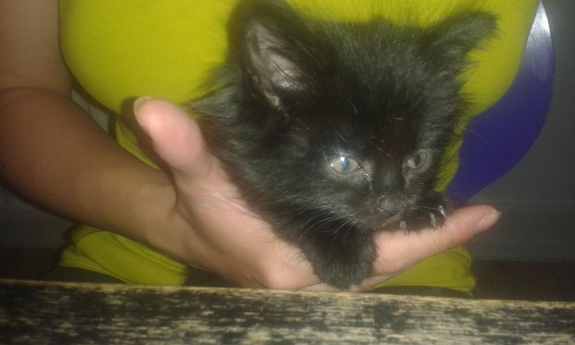 Huskat Cæsar billede 5