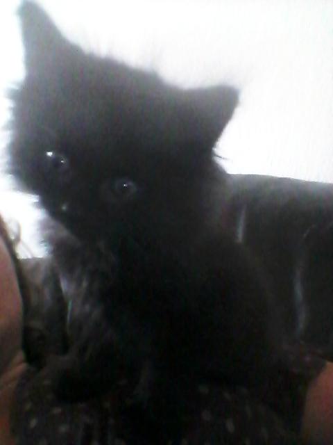 Huskat Cæsar billede 13