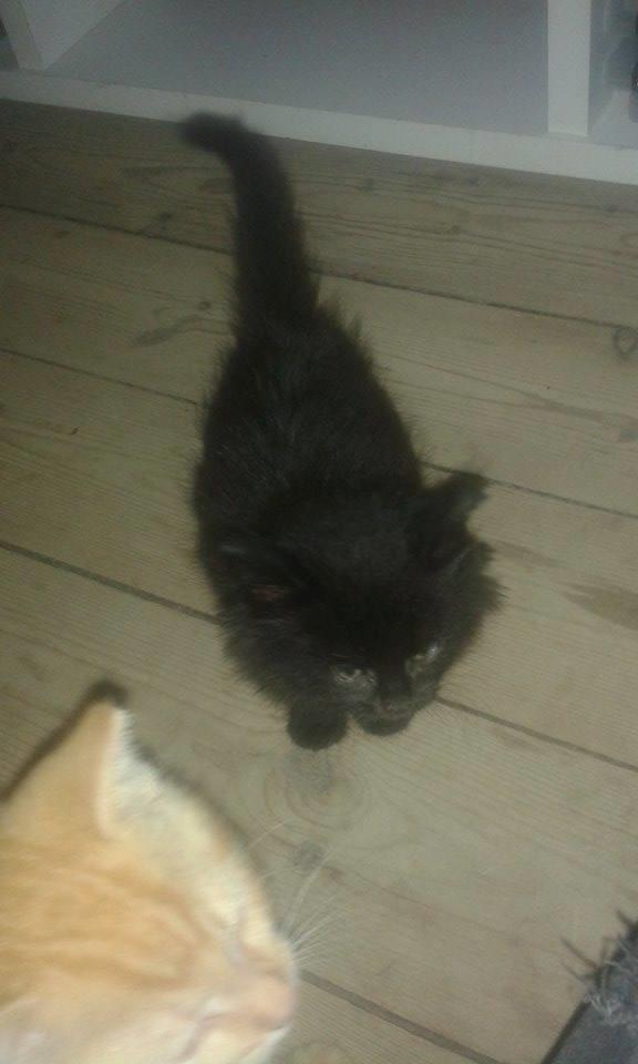 Huskat Cæsar billede 14