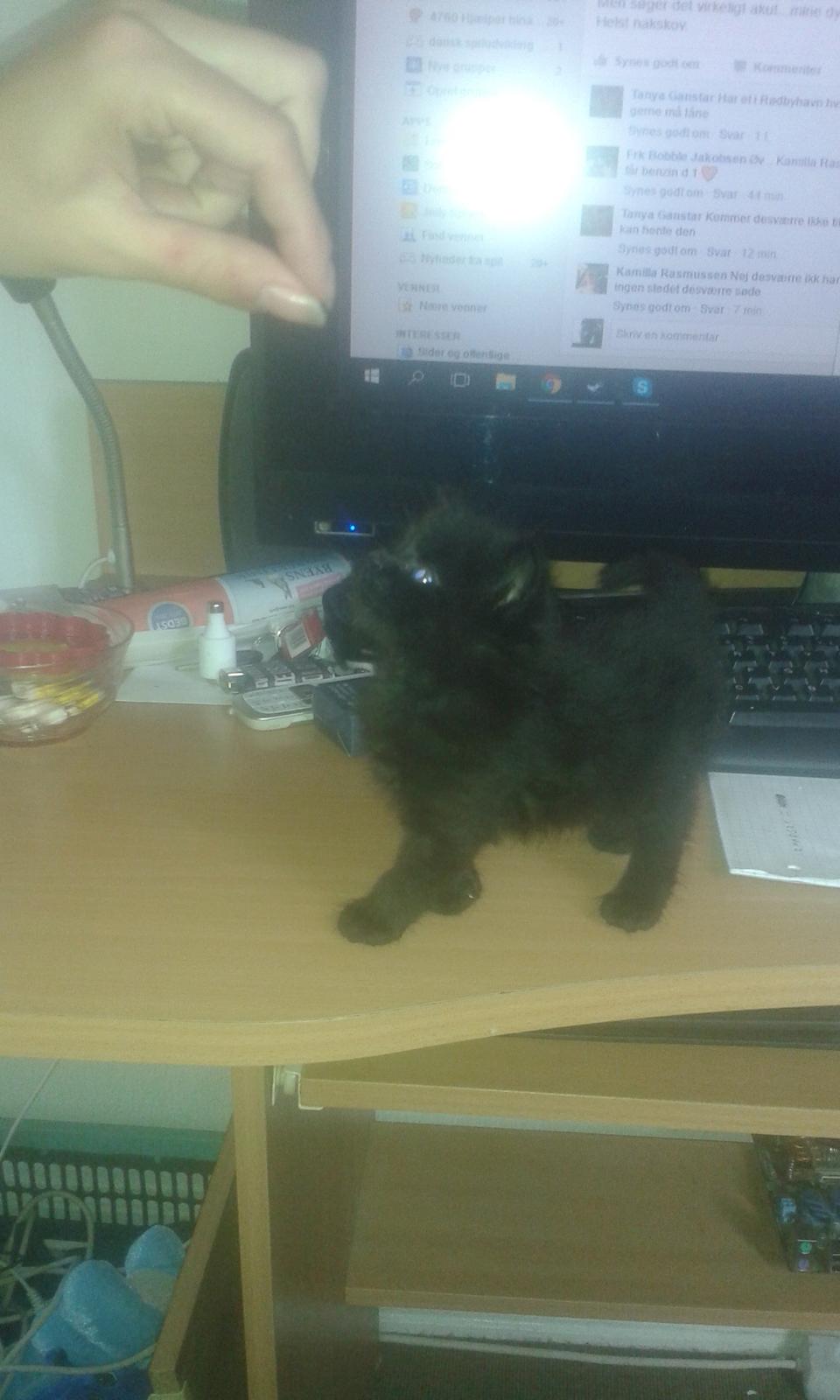 Huskat Cæsar billede 16