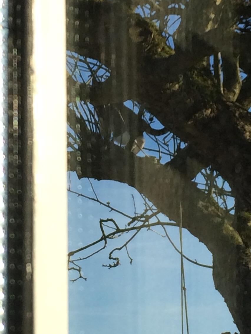 Huskat Villy billede 14