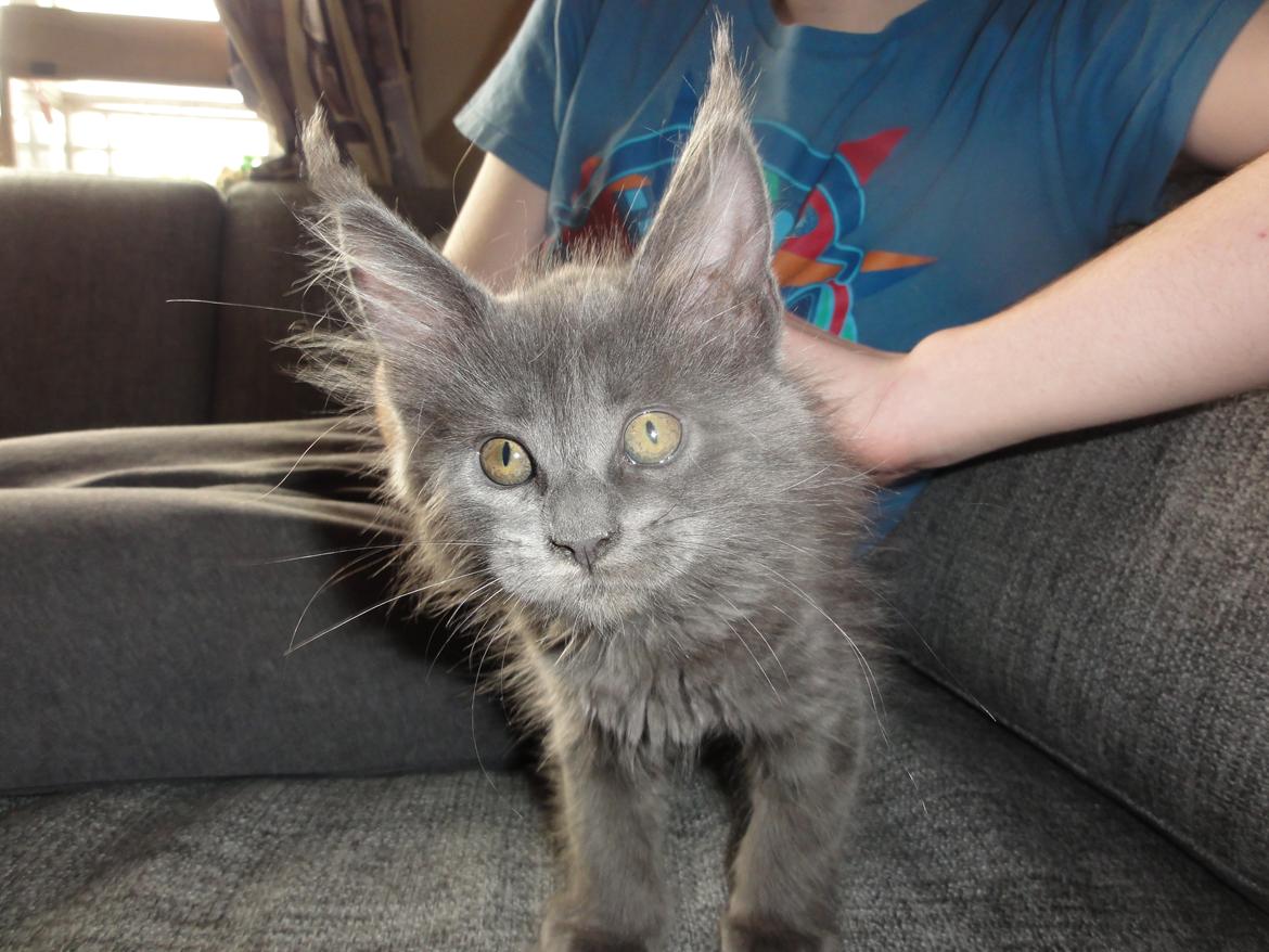 Maine Coon Blackangel's Cleffa billede 18