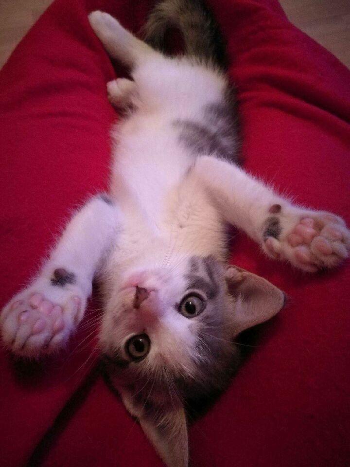 Huskat Winston Clovis billede 2