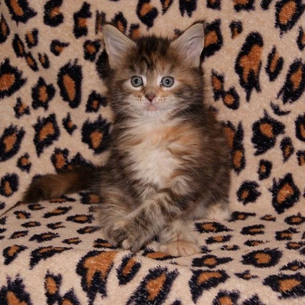 Maine Coon Stella - (DK Prelude cats Sarsellerne) - 5 uger billede 46