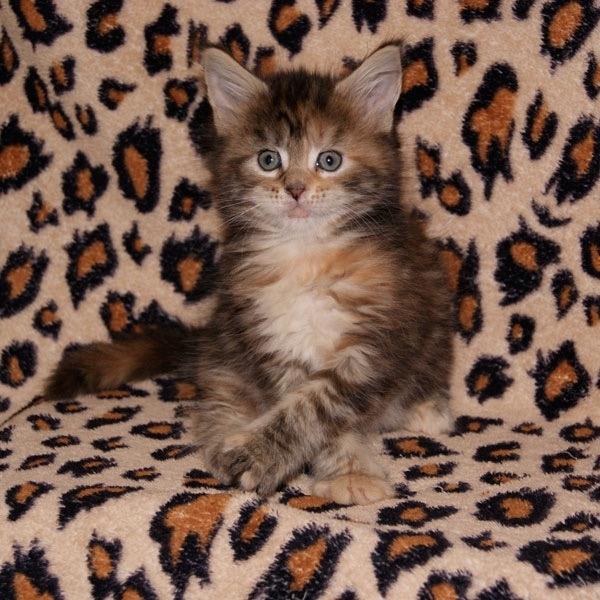 Maine Coon Stella - (DK Prelude cats Sarsellerne) - 5 uger billede 46