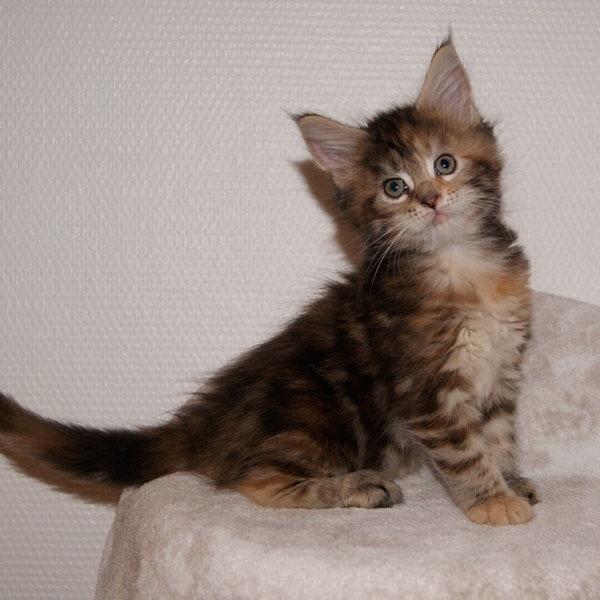 Maine Coon Stella - (DK Prelude cats Sarsellerne) - 6 uger billede 45