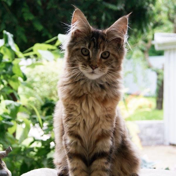 Maine Coon Stella - (DK Prelude cats Sarsellerne) - 14 uger billede 43