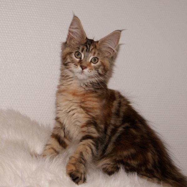 Maine Coon Stella - (DK Prelude cats Sarsellerne) - 11 uger billede 44