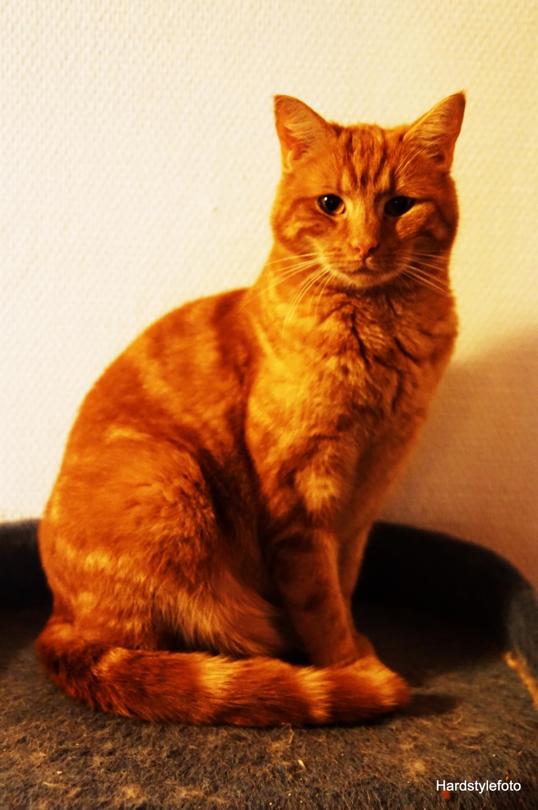 Huskat Gyda  billede 1