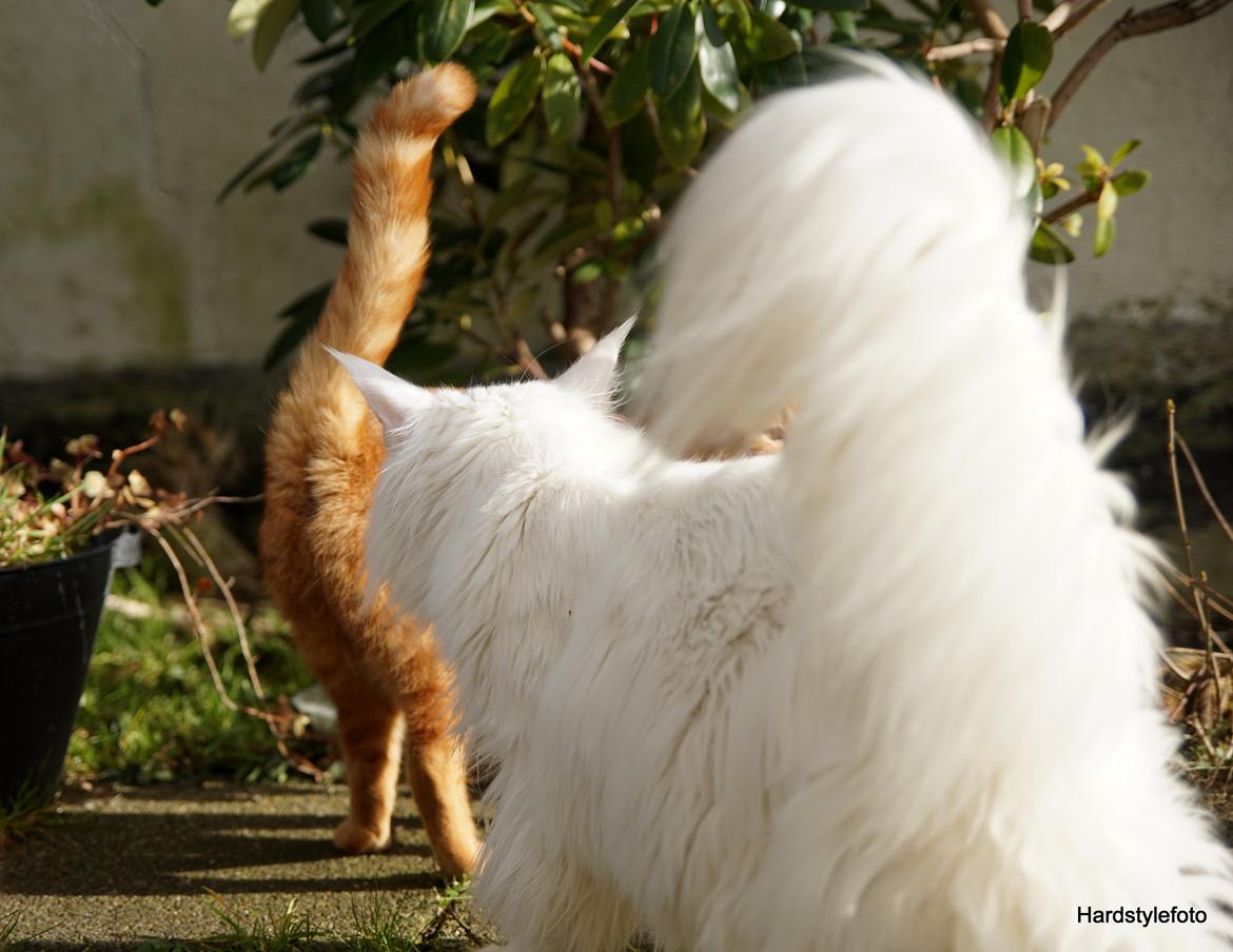 Maine Coon DK Napaloma`s Ghost billede 11