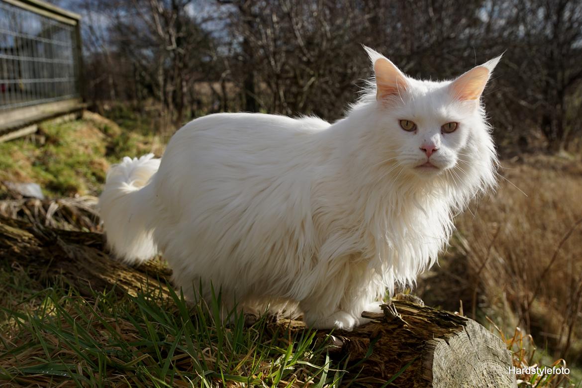 Maine Coon DK Napaloma`s Ghost billede 12