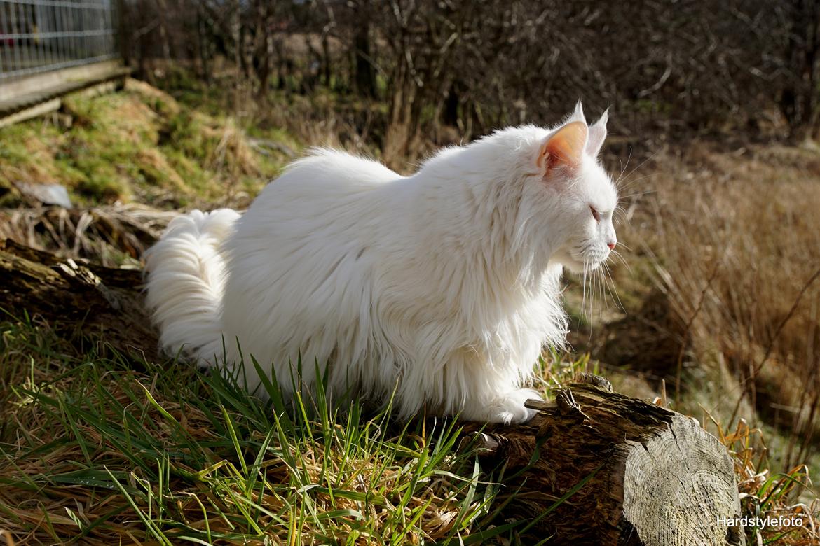Maine Coon DK Napaloma`s Ghost billede 13