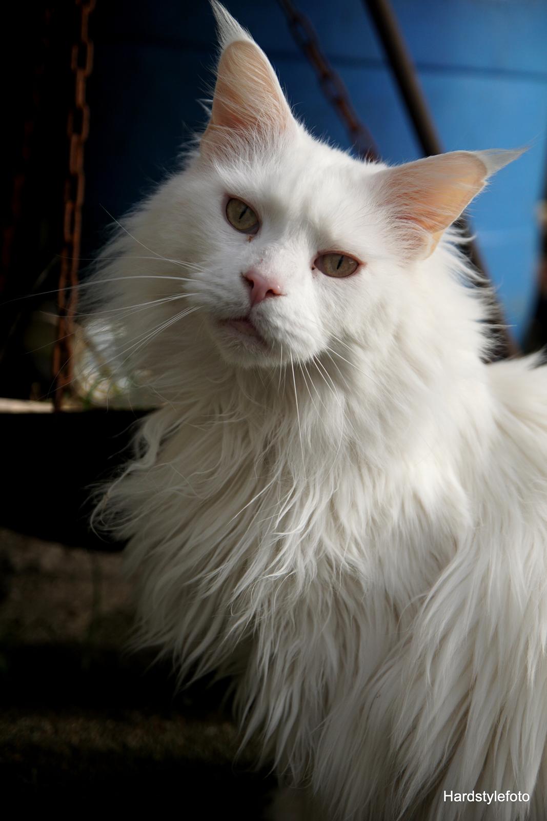 Maine Coon DK Napaloma`s Ghost billede 2