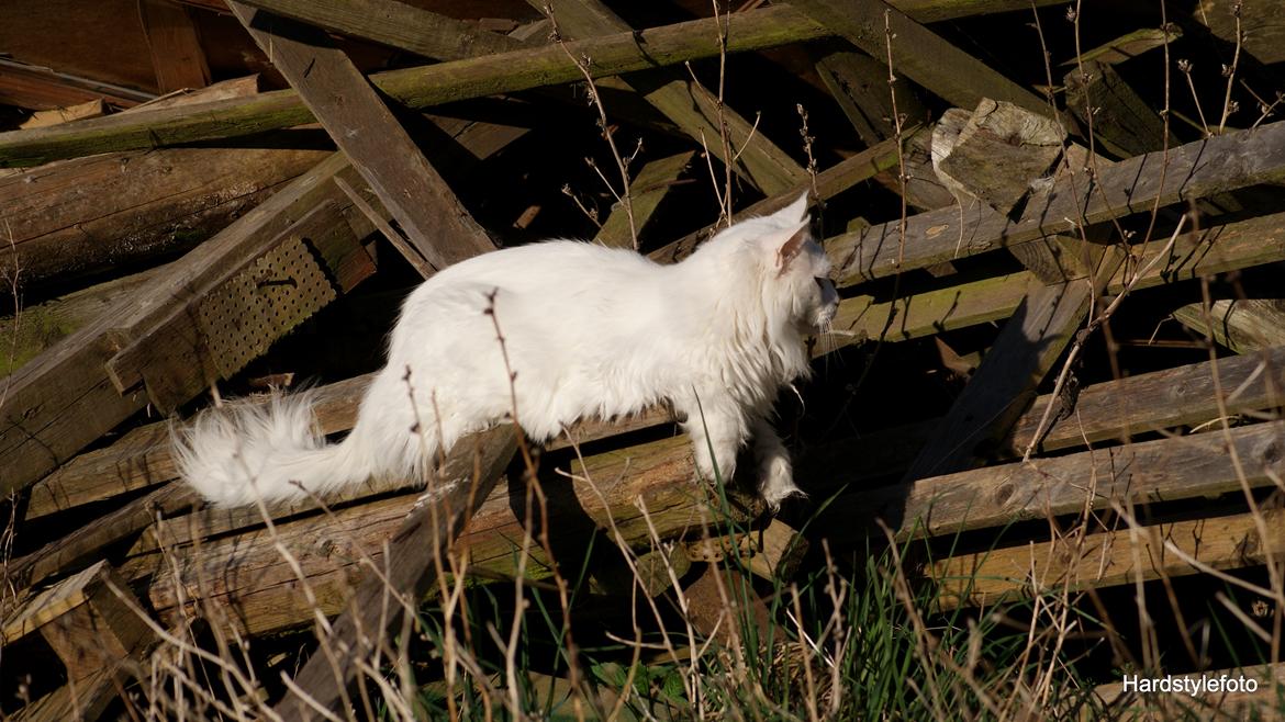 Maine Coon DK Napaloma`s Ghost billede 14