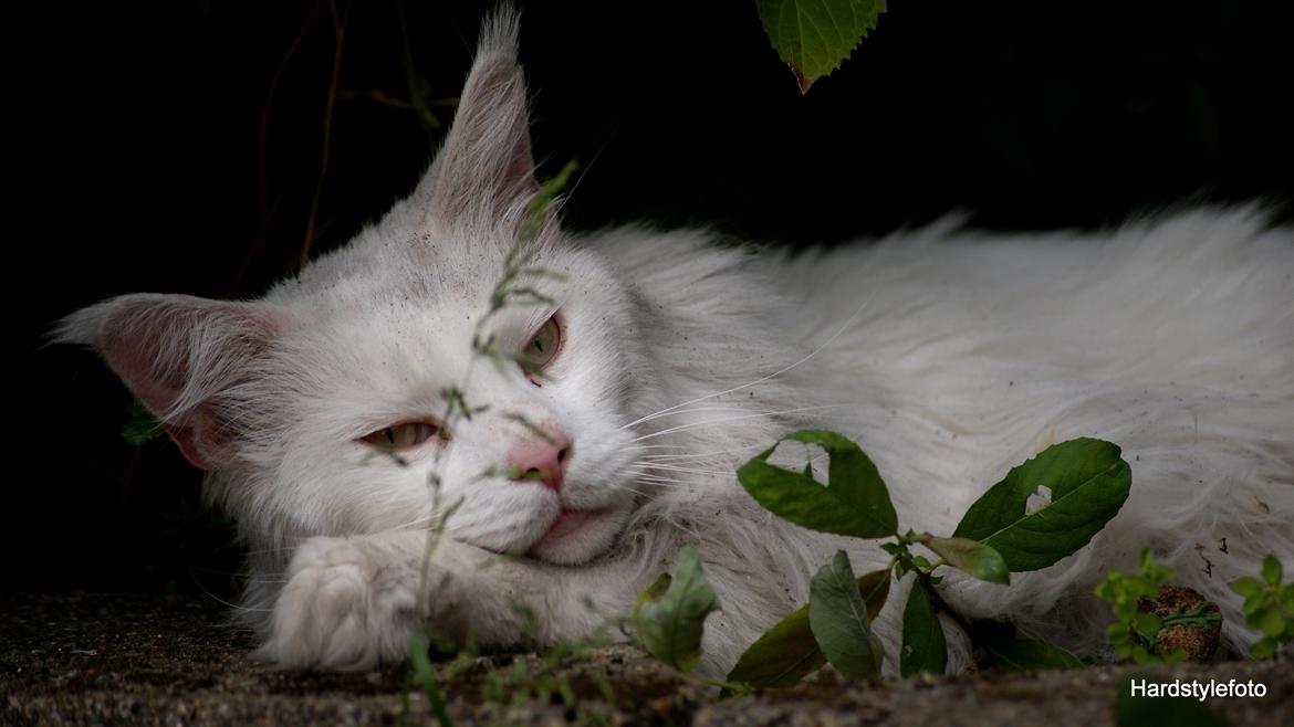 Maine Coon DK Napaloma`s Ghost billede 1