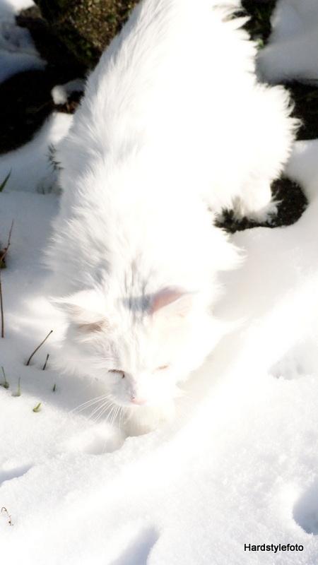 Maine Coon DK Napaloma`s Ghost billede 16