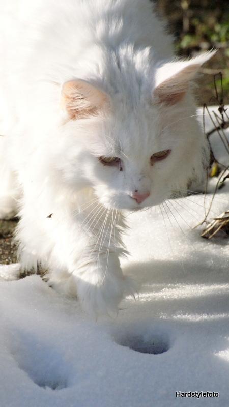 Maine Coon DK Napaloma`s Ghost billede 15
