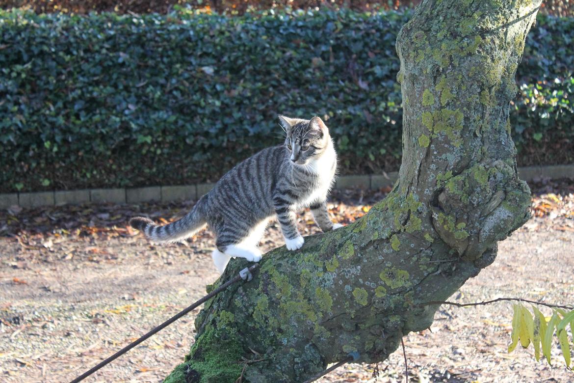 Huskat Soffi billede 13