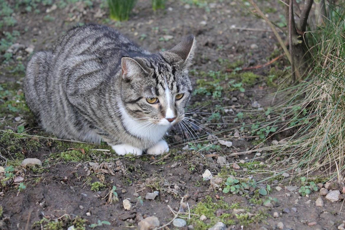 Huskat Soffi billede 1