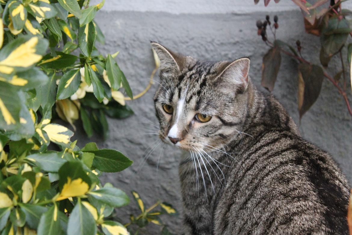 Huskat Soffi billede 14