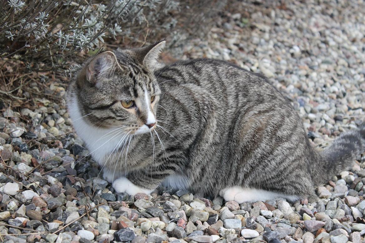 Huskat Soffi billede 16