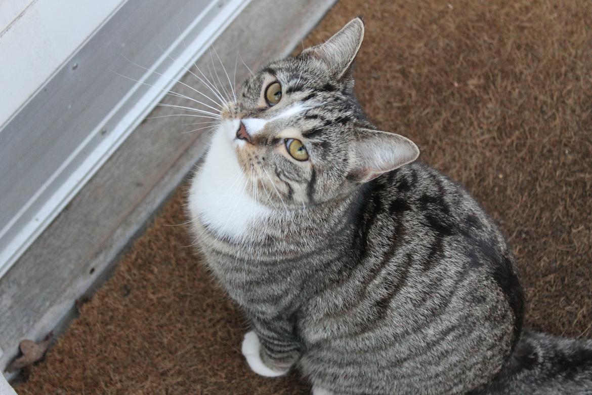 Huskat Soffi billede 19