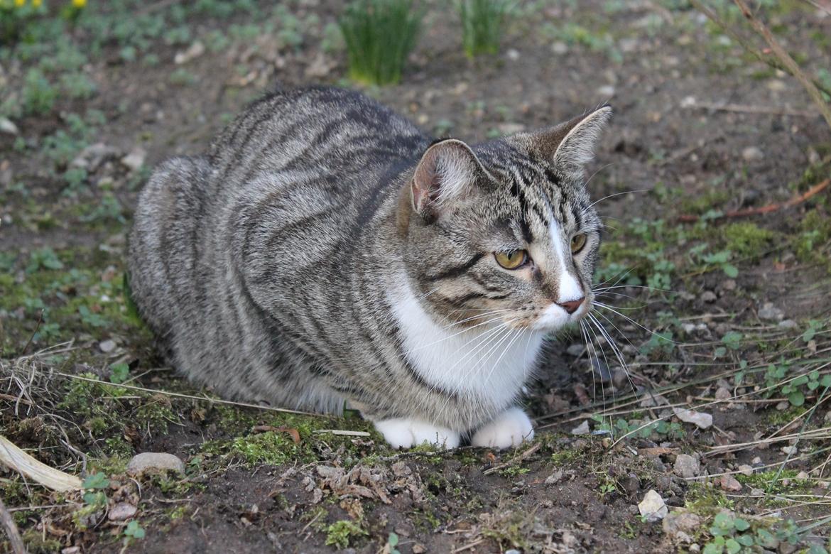 Huskat Soffi billede 17