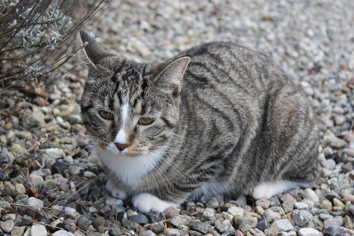 Huskat Soffi billede 18