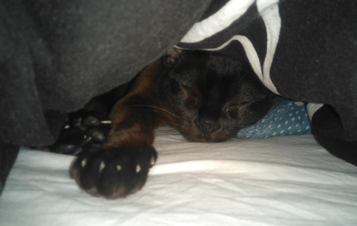 Burmeser Chagall's Ghost Rider (Milo) - Prøver at gemme sig, da han ikke må være i sengen når han er med nede ved min kæreste ;P <3 September 2016 billede 6