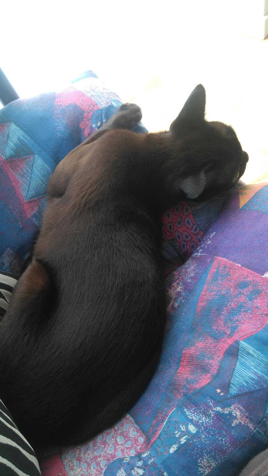 Burmeser Chagall's Ghost Rider (Milo) - På besøg hos min kæreste i Billund :) <3 September 2016 billede 4