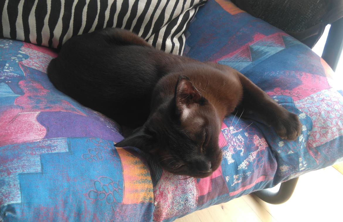 Burmeser Chagall's Ghost Rider (Milo) - På besøg hos min kæreste i Billund :) <3 September 2016 billede 3
