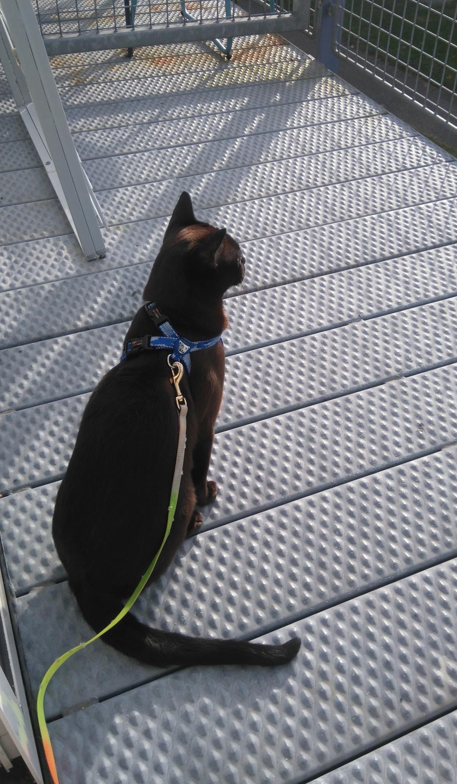 Burmeser Chagall's Ghost Rider (Milo) - På besøg hos min kæreste i Billund :) <3 September 2016 billede 5