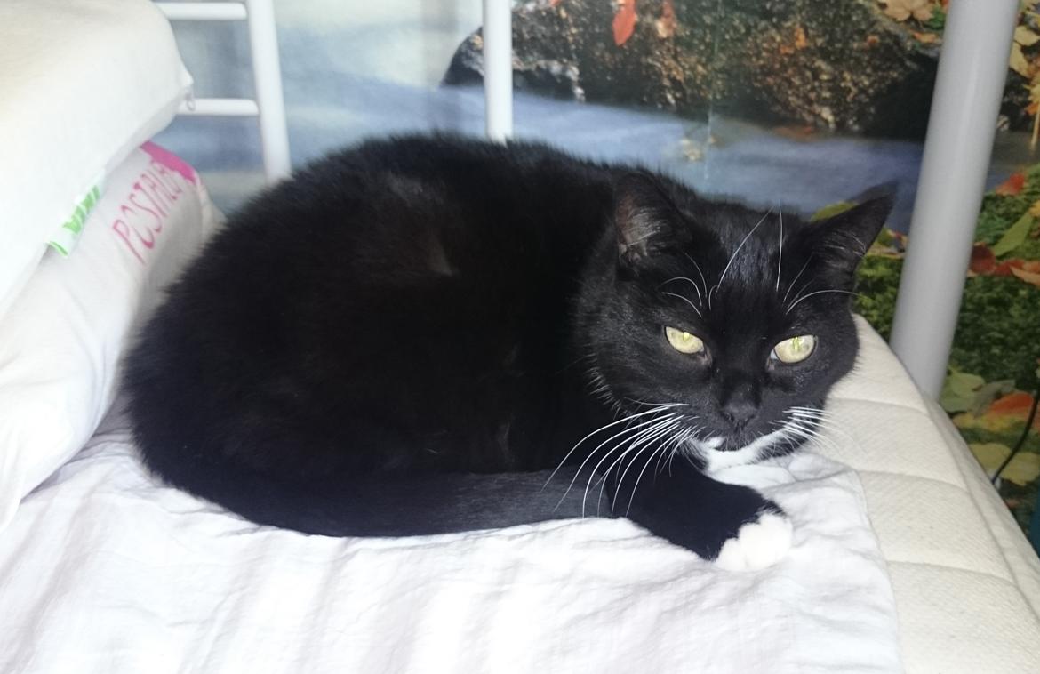 Huskat Pixie - Jeg savner hende der, ved siden af min pude, hver eneste dag. Min tro følgesvend <3 billede 10