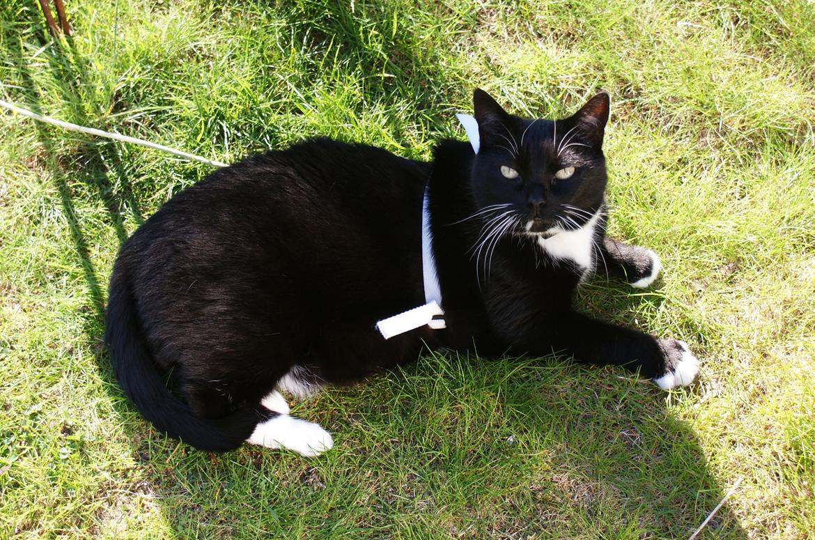 Huskat Pixie - Sommer 2014 - et års tid før hendes død :'( <3 billede 1