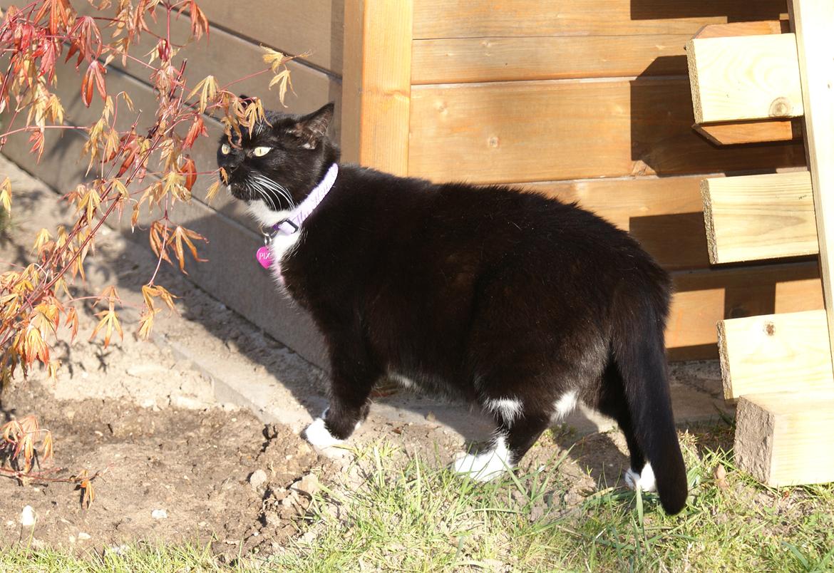 Huskat Pixie billede 9