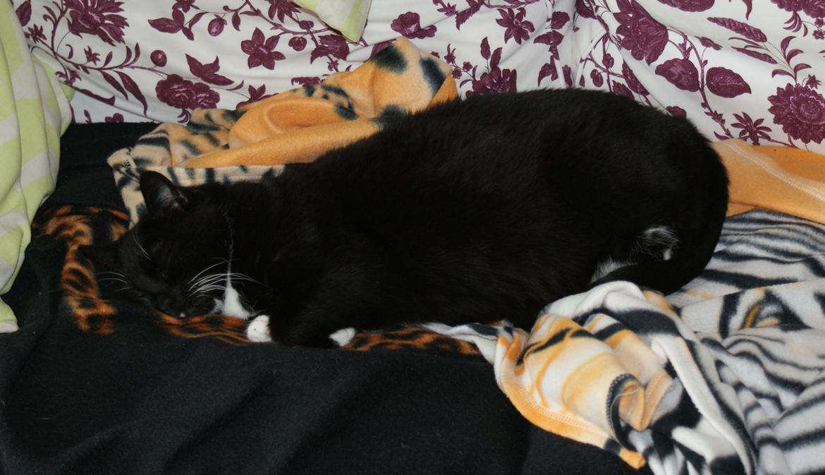 Huskat Pixie billede 4