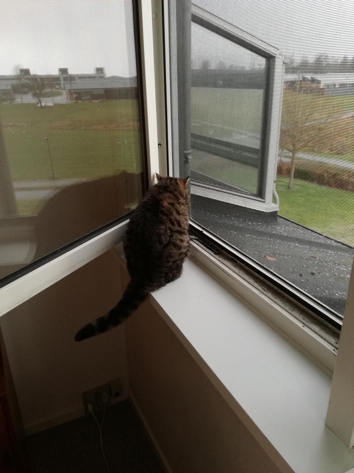 British Shorthair Mitzi ( tidligere Askepot ) billede 18