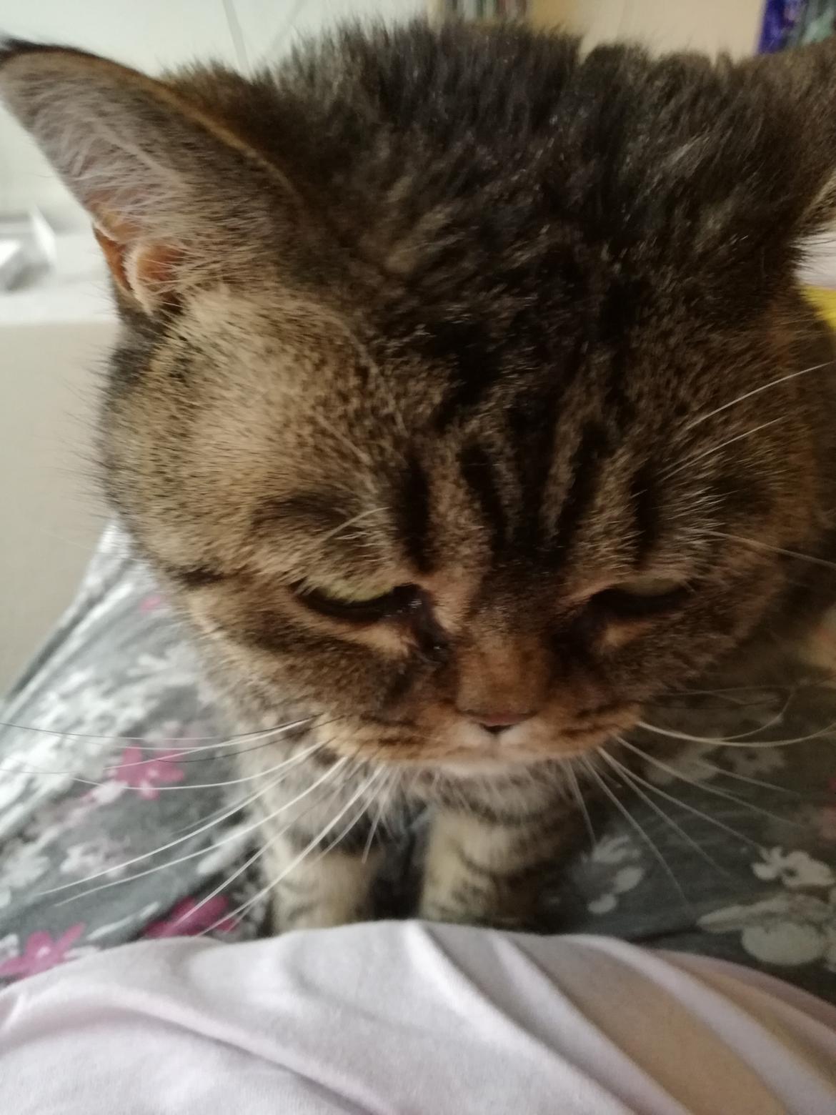 British Shorthair Mitzi ( tidligere Askepot ) billede 19