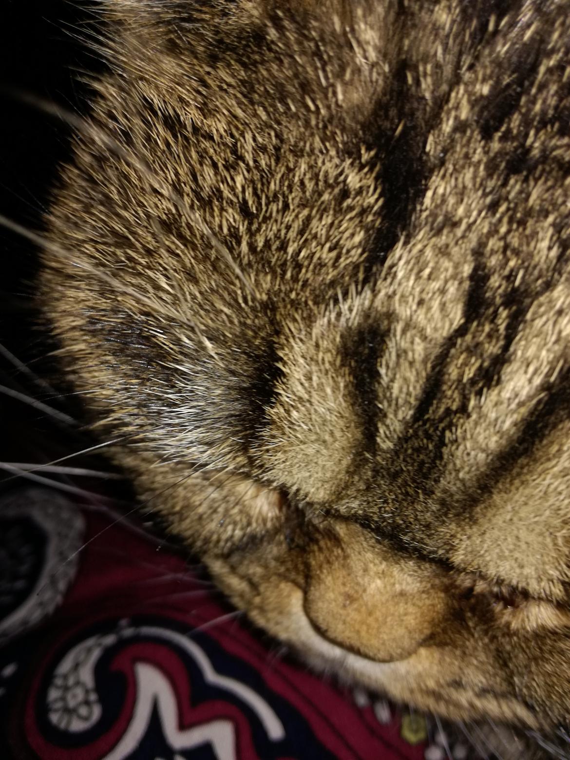 British Shorthair Mitzi ( tidligere Askepot ) billede 20