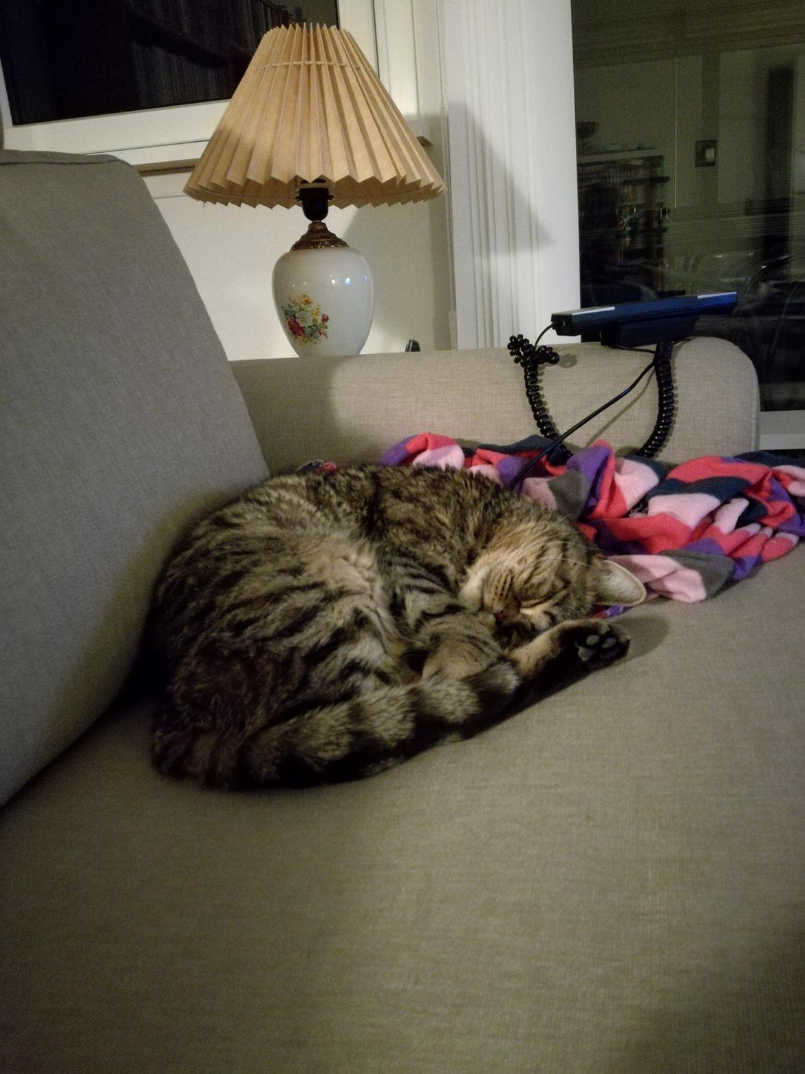 British Shorthair Mitzi ( tidligere Askepot ) billede 21