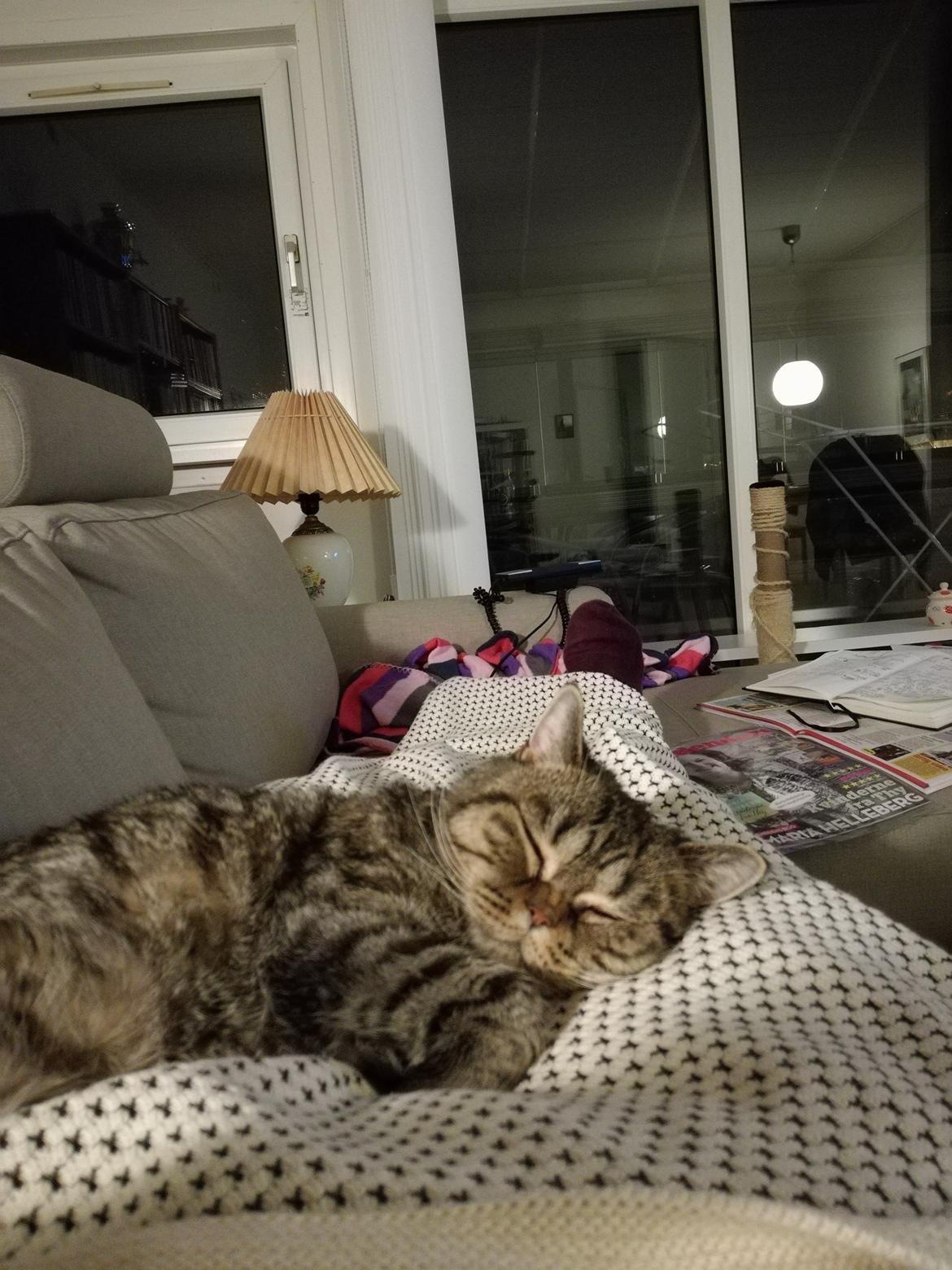 British Shorthair Mitzi ( tidligere Askepot ) billede 22