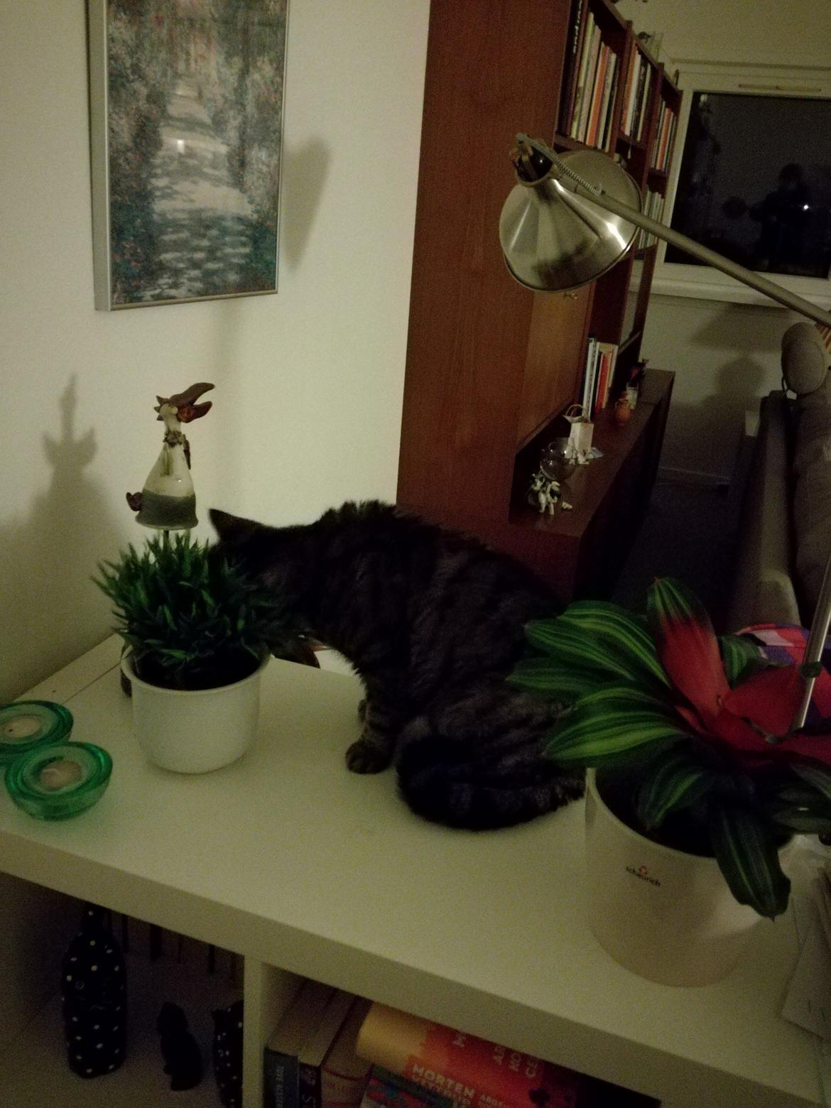 British Shorthair Mitzi ( tidligere Askepot ) billede 23