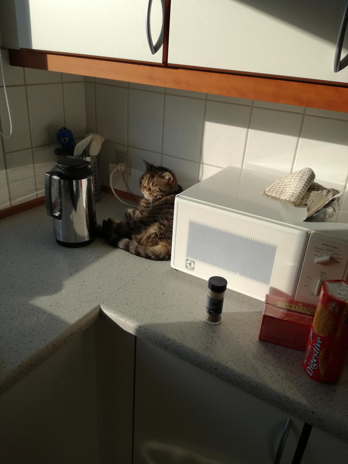 British Shorthair Mitzi ( tidligere Askepot ) billede 24