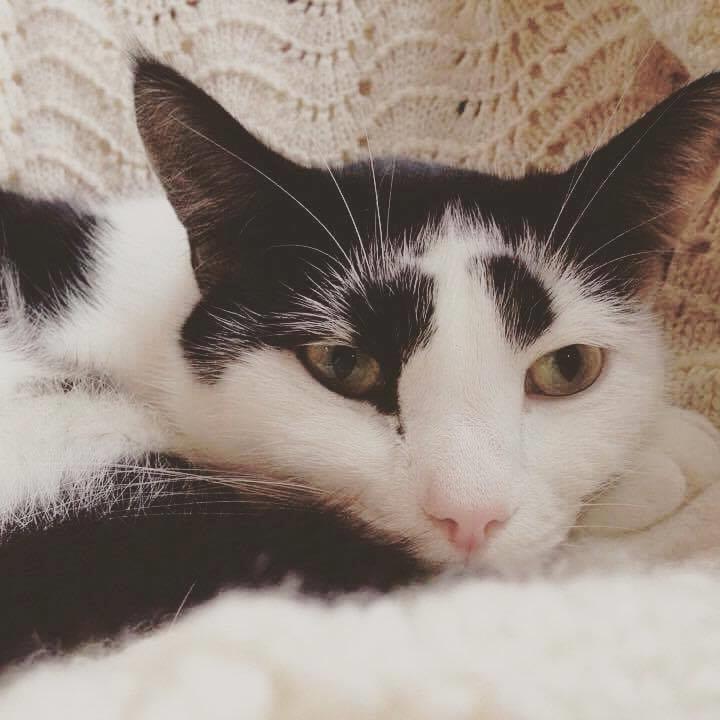 Huskat Thomas billede 1